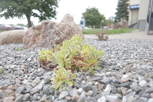 Igirohelisem ja ehedam majambruse haljastus